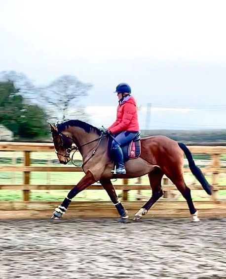 Redshaw Romeo.