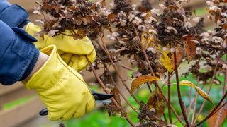 cutting back dead hydrangea flowers with secateurs and yellow gloves