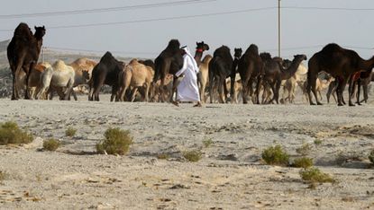 qatar and camels