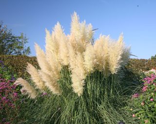 pampas grass Cortaderia selloana Pumila