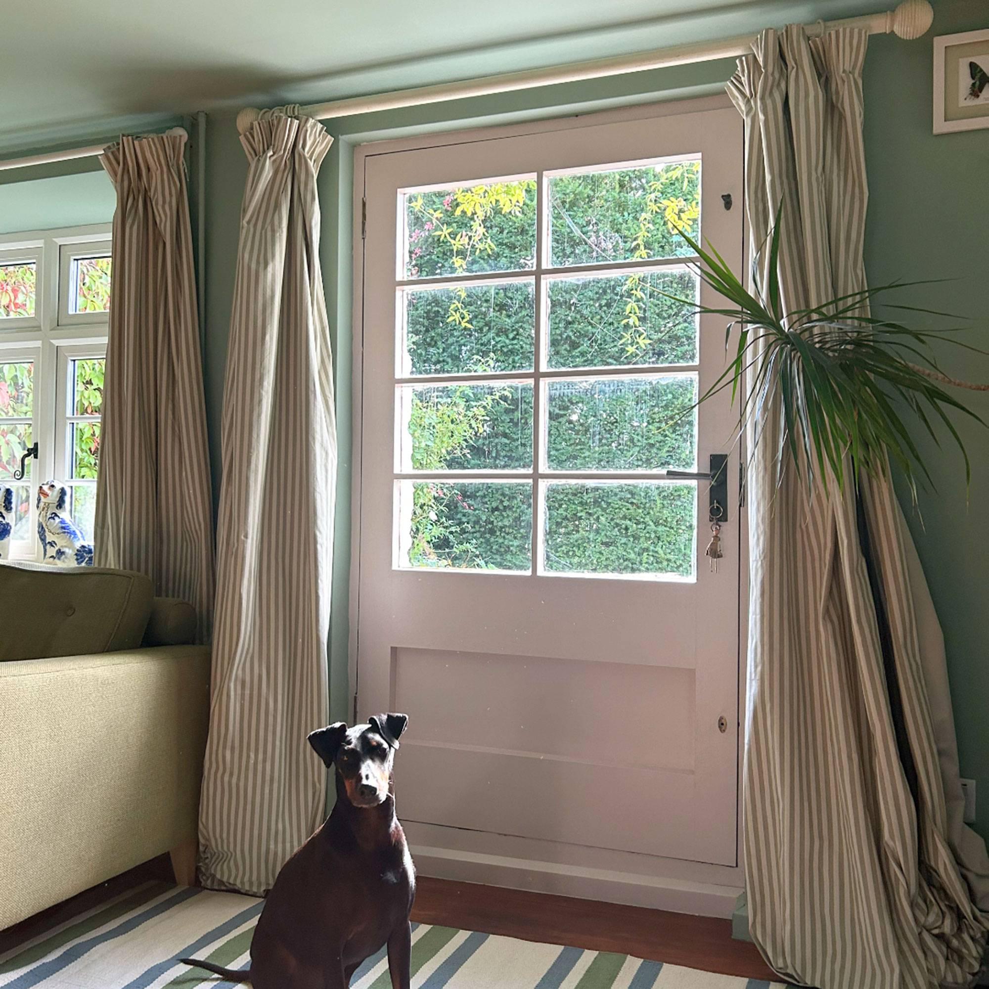 Dog sitting on striped rug in front of door with window panes and door curtains