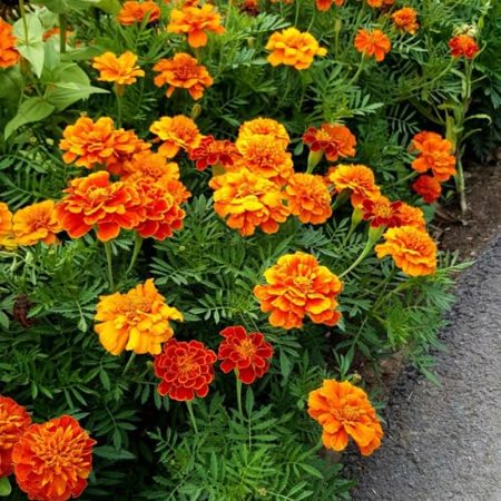 Pack of 3 Pots Marigolds Live Plants, Mix Flower Colors, Annual Marigold Plants Live in 4 Inch Pot, Flowering Marigold Plant