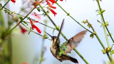 Emerald hummingbird feeding on a firecracker plant