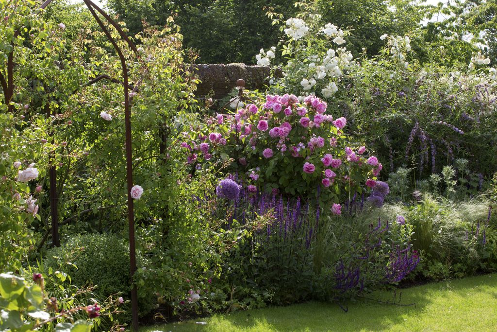 Planting roses: growing and caring for a rose garden | Real Homes