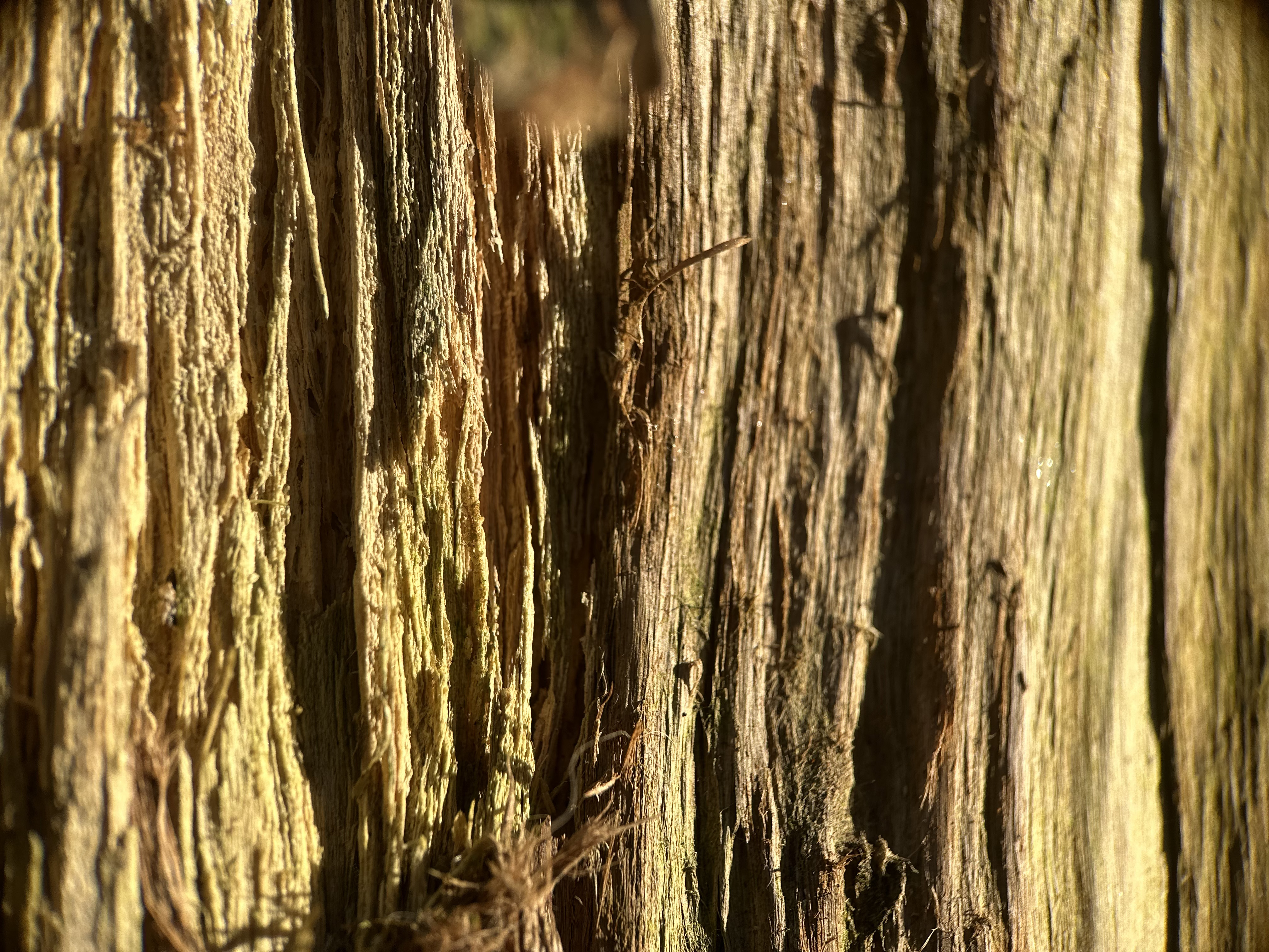 A close up macro photo of tree bark.