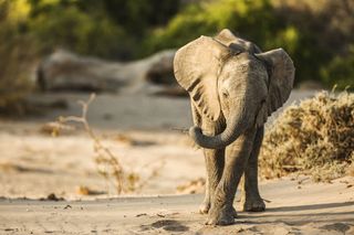 TV tonight An elephant calf in the Namib Desert