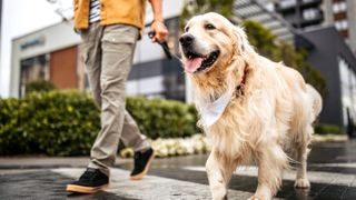 Man walking golden retriever