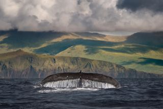 Humpback whale's tail above water surface, Dingle, Kerry, Ireland