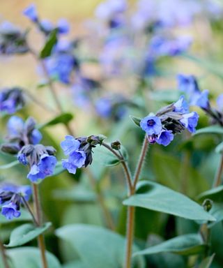 Lungwort