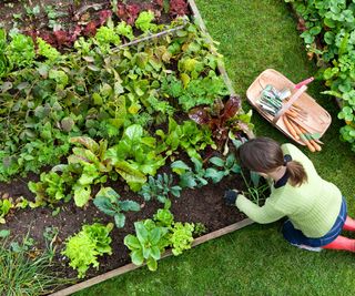 raised beds of vegetables following crop rotation