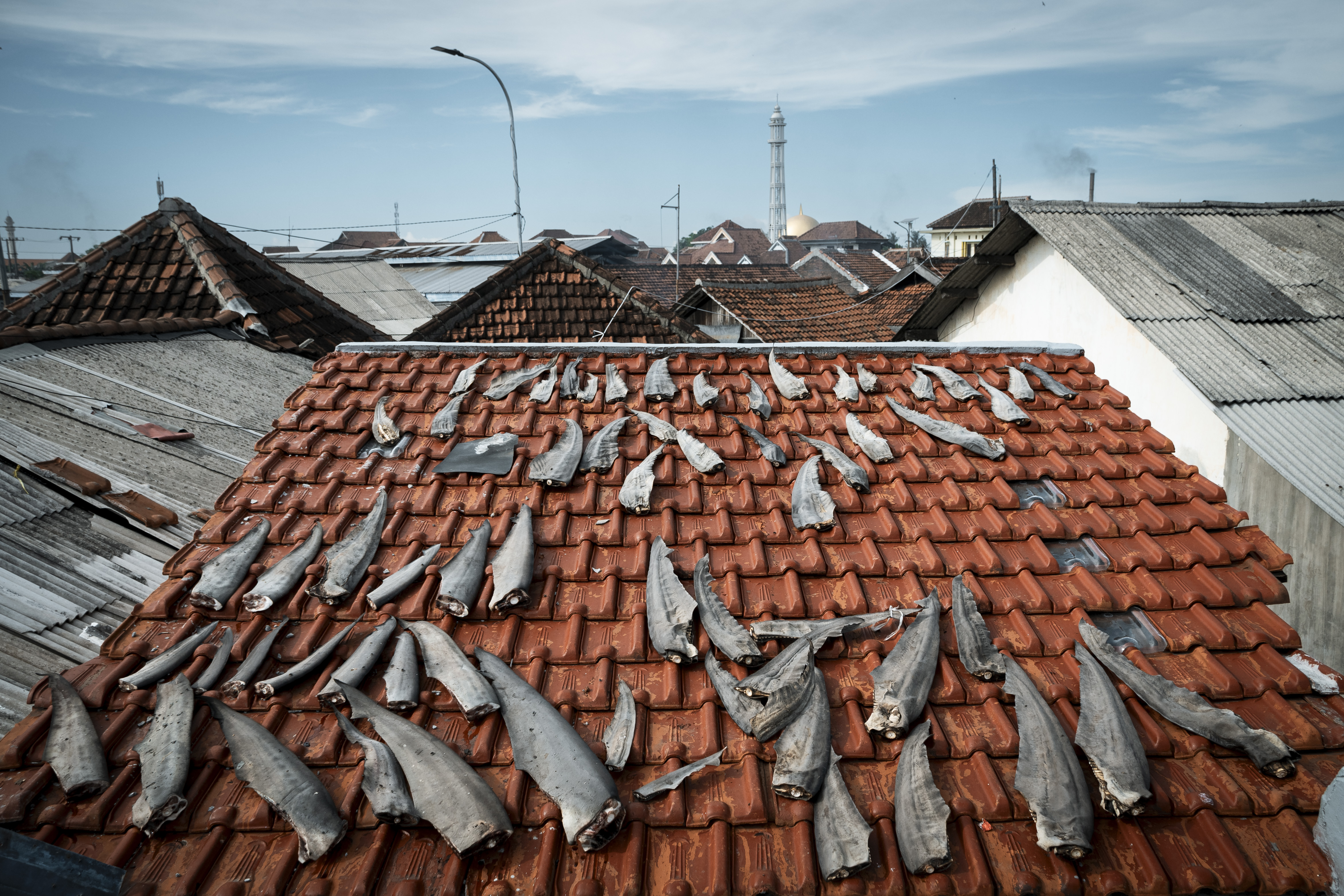 A tiled roof with shark fins laid out to dry.