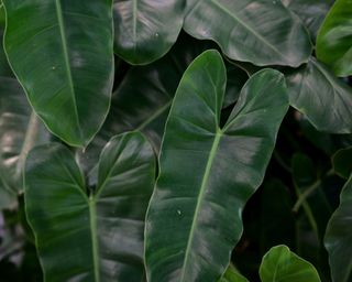 Spade-leaf philodendron (Philodendron domesticum)