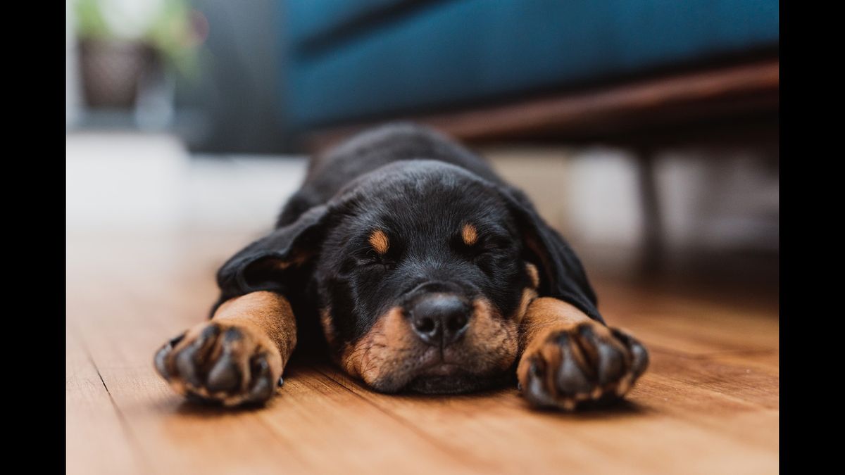 Puppy sleeping on wood floor