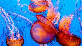 Pacific Sea Nettle