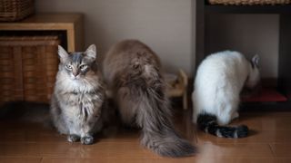 Three cats standing in a line with a munchkin