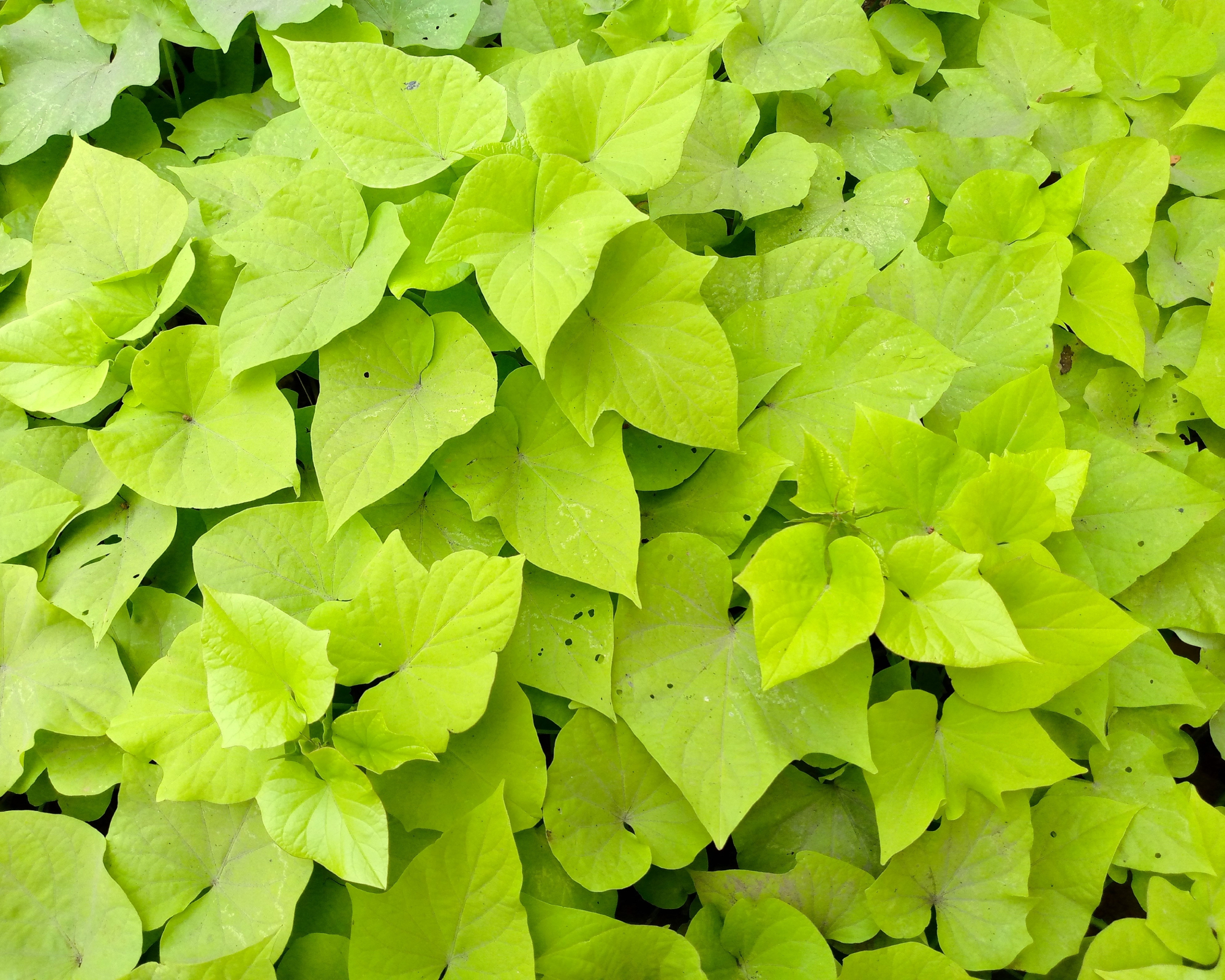 Sweet Potato Vine &amp;lsquo;Marguerite&amp;rsquo; Ipomoea leaves