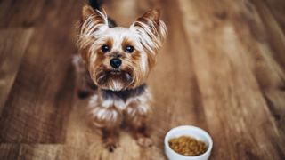 yorkshire terrier standing on the floor in front of a bowl of food
