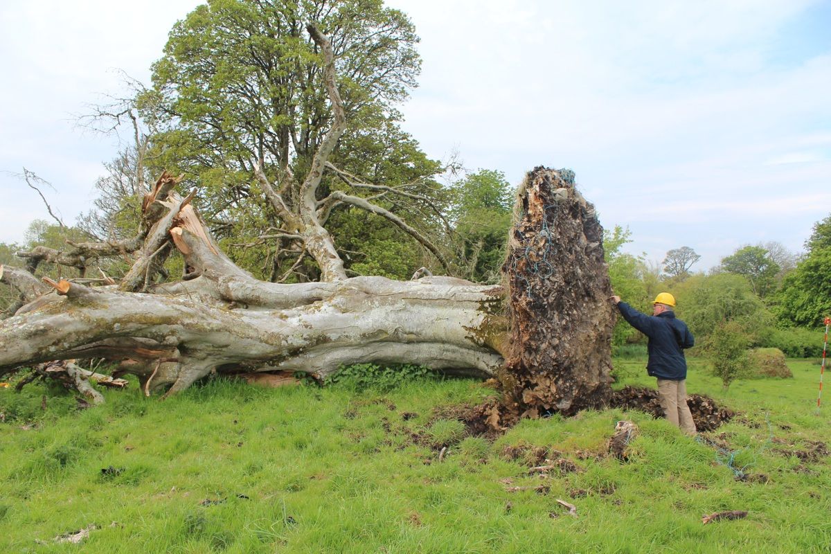 A medieval skeleton was unearthed, partly entangled in the roots of an old beech tree, during storms in Ireland in May.