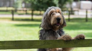 otterhound with paws up on fence