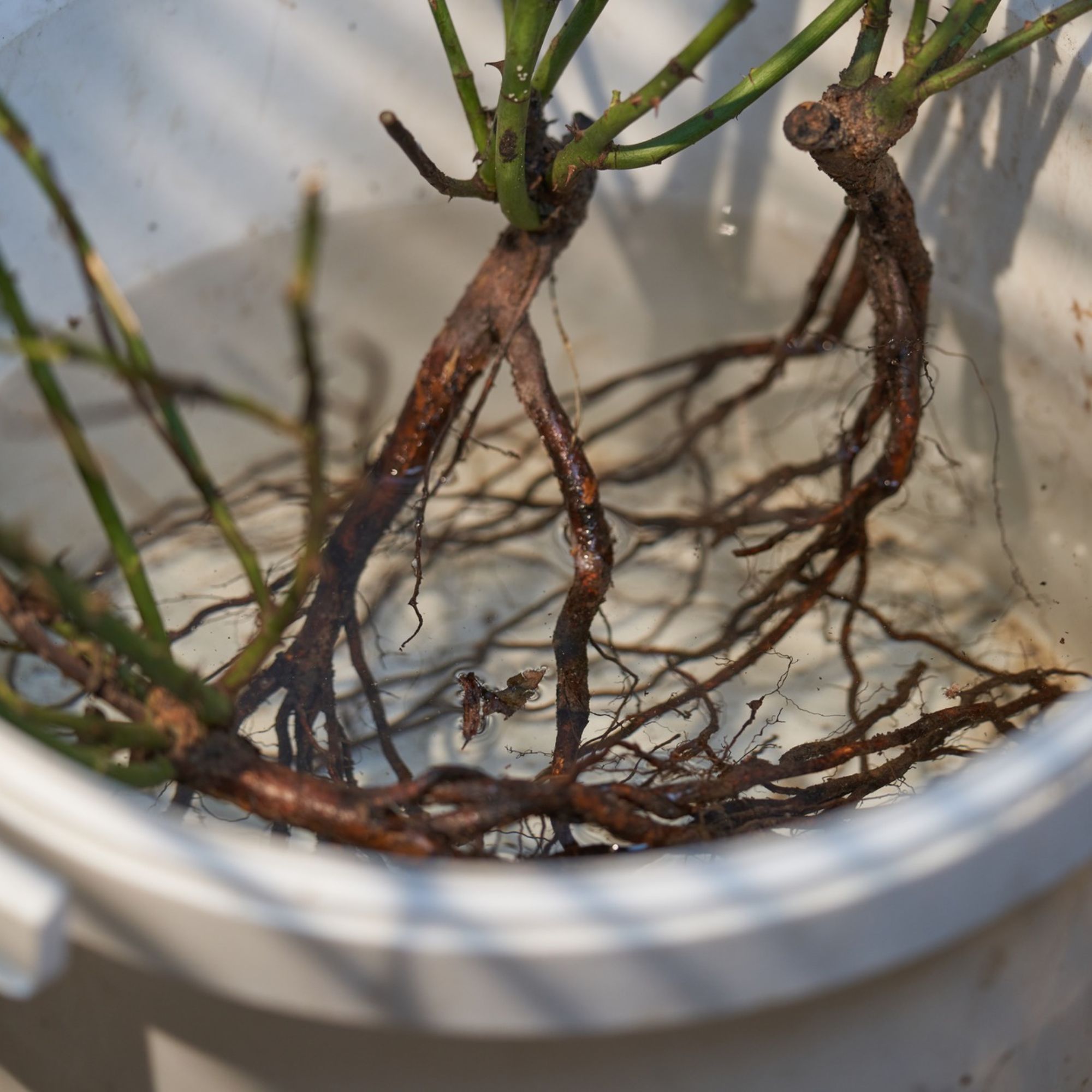 Soaking bare root rose in bucket of water