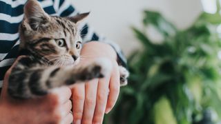 Holding a Tabby Kitten