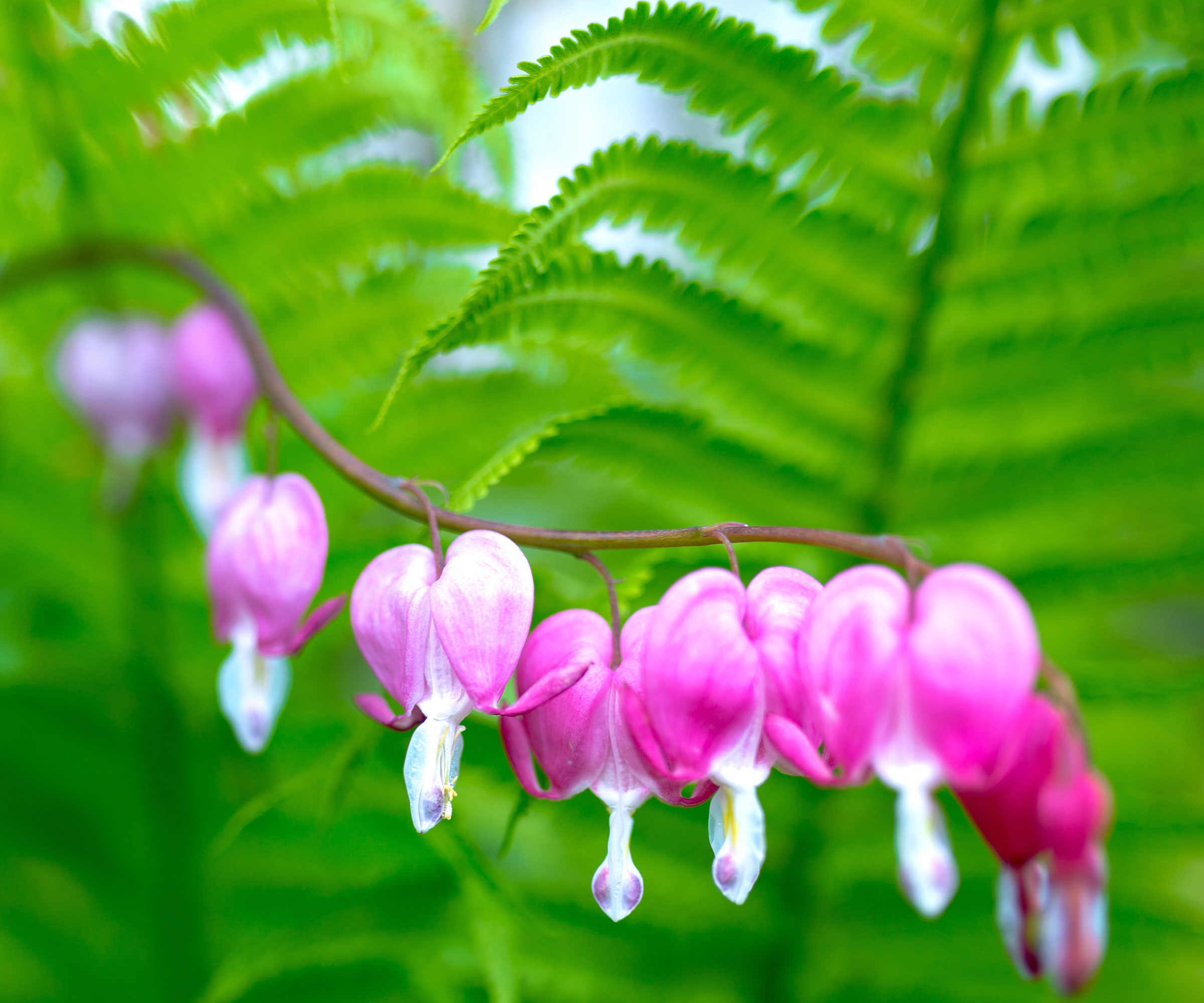 pink bleeding heart and ostrich fern plants