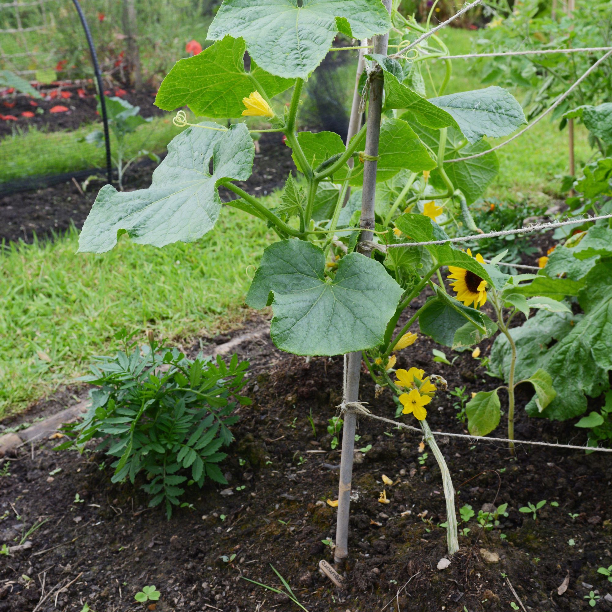 garden wigwam supports
