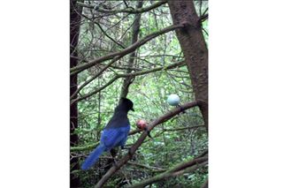 A Steller's jay inspects a fake egg meant to mimic the egg of a murrelet, another type of bird. The egg contains a vomit-inducing ingredient meant to discourage the jays from eating real murrelet eggs.