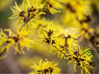 yellow flowers of Ozark witch hazel