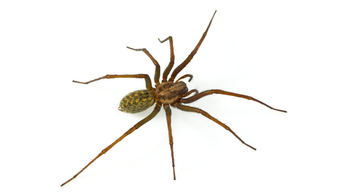 11-deadliest-spiders-live-science