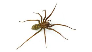 Close up photo of a hobo spider on a white background. It is brownish in color and has 8 long legs and v-shaped chevrons on its abdomen.