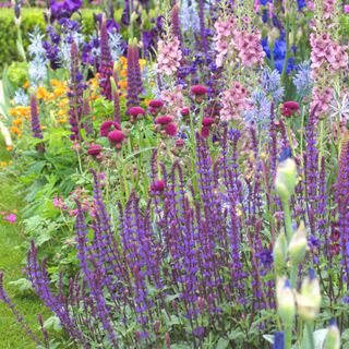 floral border planted with sage leigh clapp