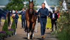 Gareth Hughes presents Classic Briolinca at the World Dressage championships trot-up.