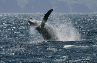 deep sea life, Day; Humpback whales; Oceans, Outdoors; Sunny; Whales