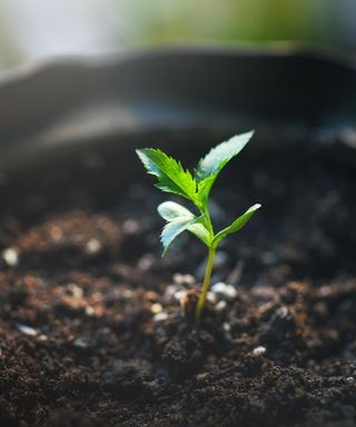 A green apple tree seedling growing in a pot