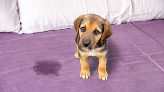 Cute puppy sitting near wet spot on the bed