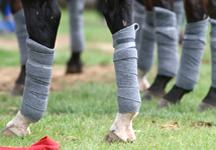 polo41.jpg