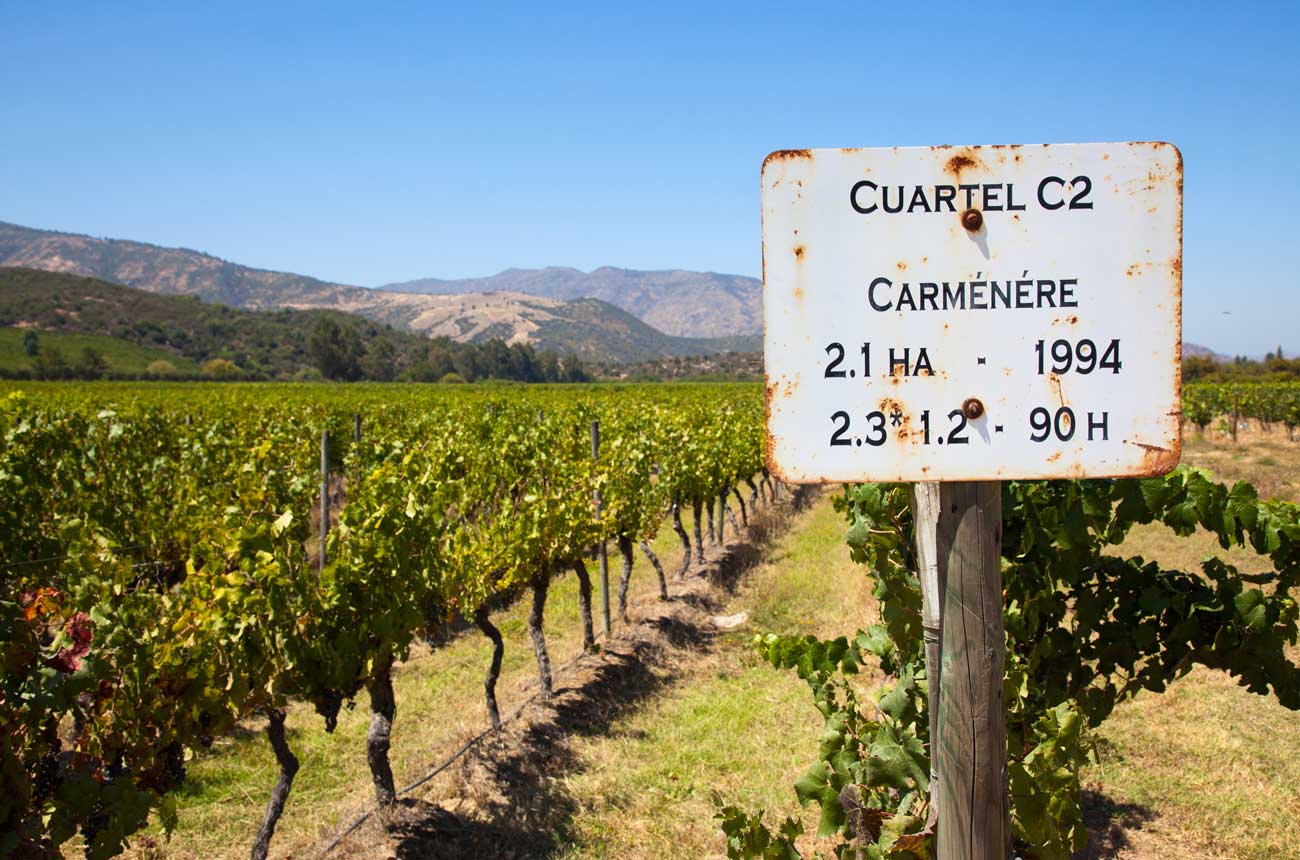 Carmen&egrave;re vines in Chile