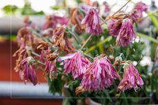 Dried pink flowers start to wilt in a potted plant