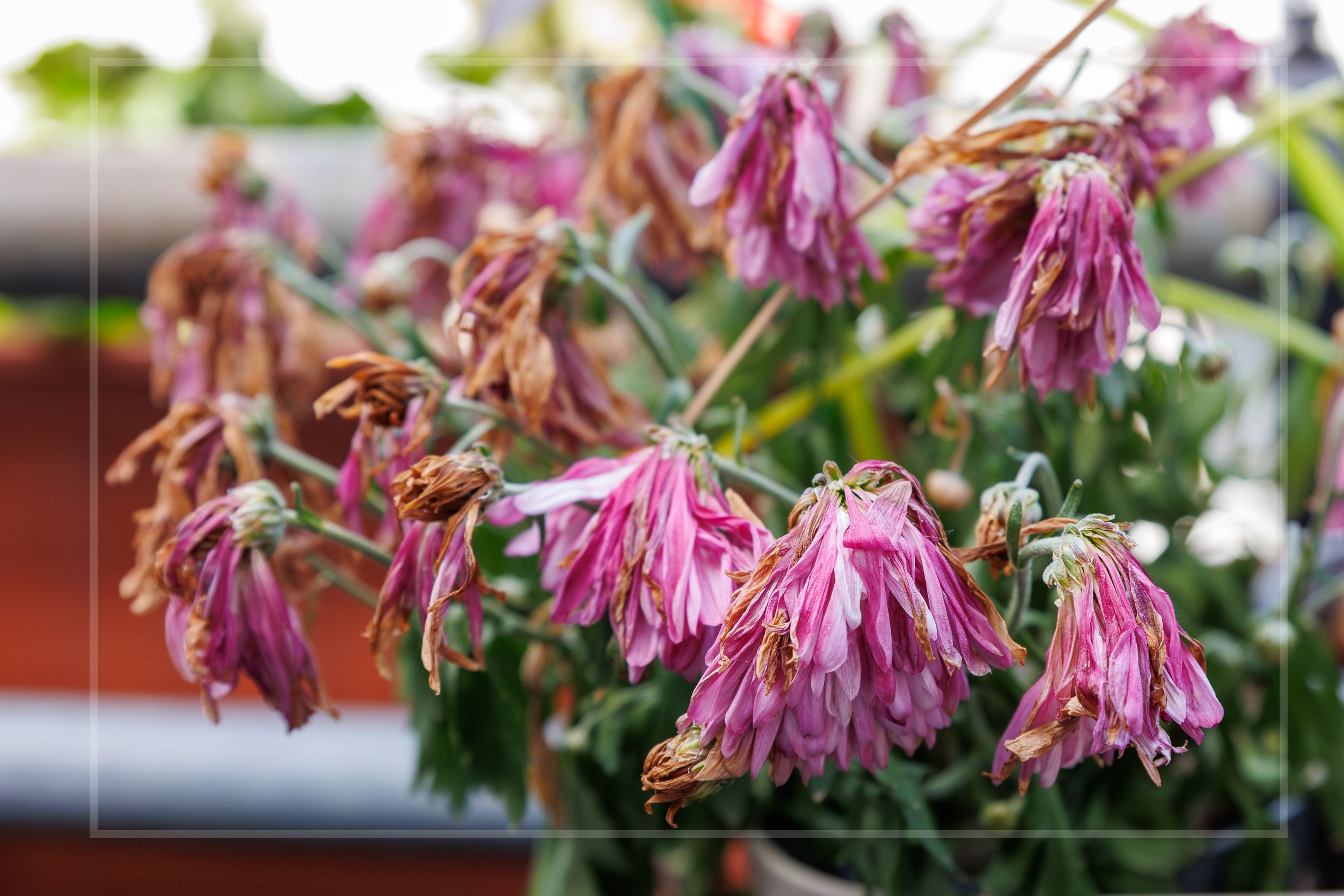 Dried pink flowers start to wilt in a potted plant 