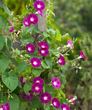 Morning Glory (Ipomoea tricolor). Flowering plant on a fence