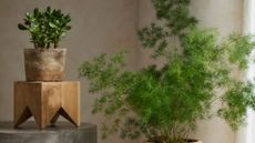 A terracotta planter with a jade plant on a wooden pedestal