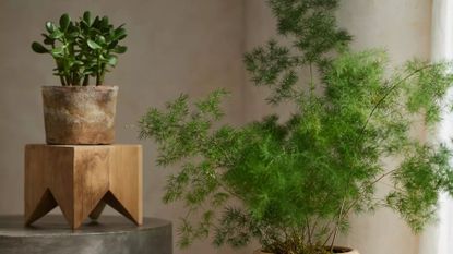 A terracotta planter with a jade plant on a wooden pedestal
