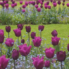 Purple tulip flowers growing in border alongside grass lawn