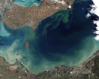 An image of the Lake Erie algae bloom acquired by the Landsat-5 satellite on October 5, 2011.