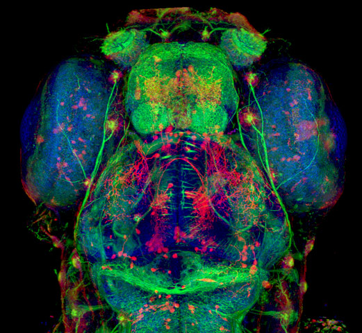 zebrafish head