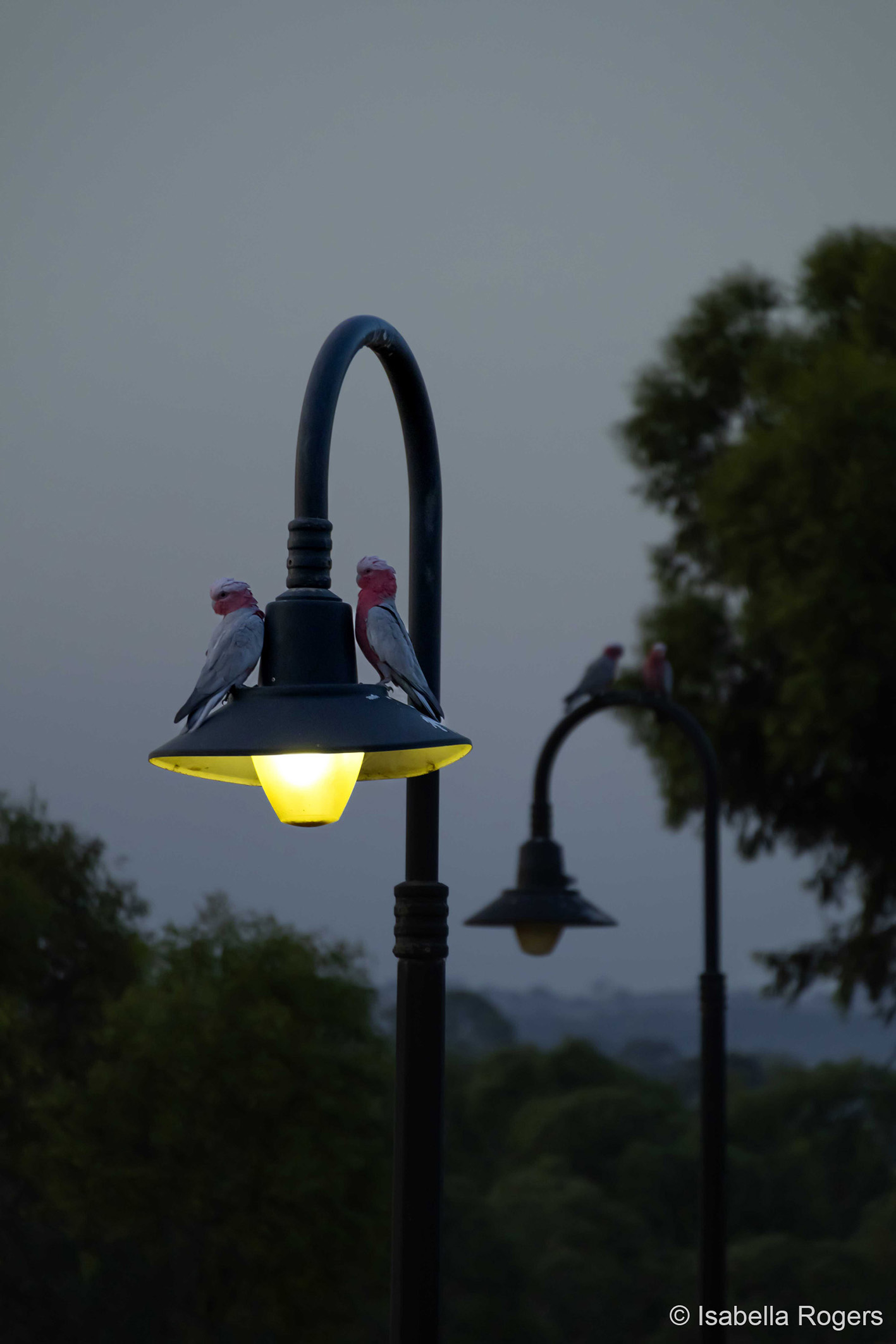 Two colorful galahs perch on a streetlamp glowing softly in the evening twilight, surrounded by a blurred natural landscape