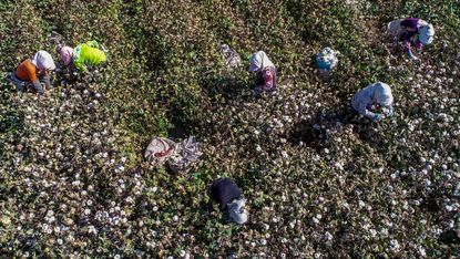 Workers pick cotton in a field in China’s northwestern Xinjiang region 