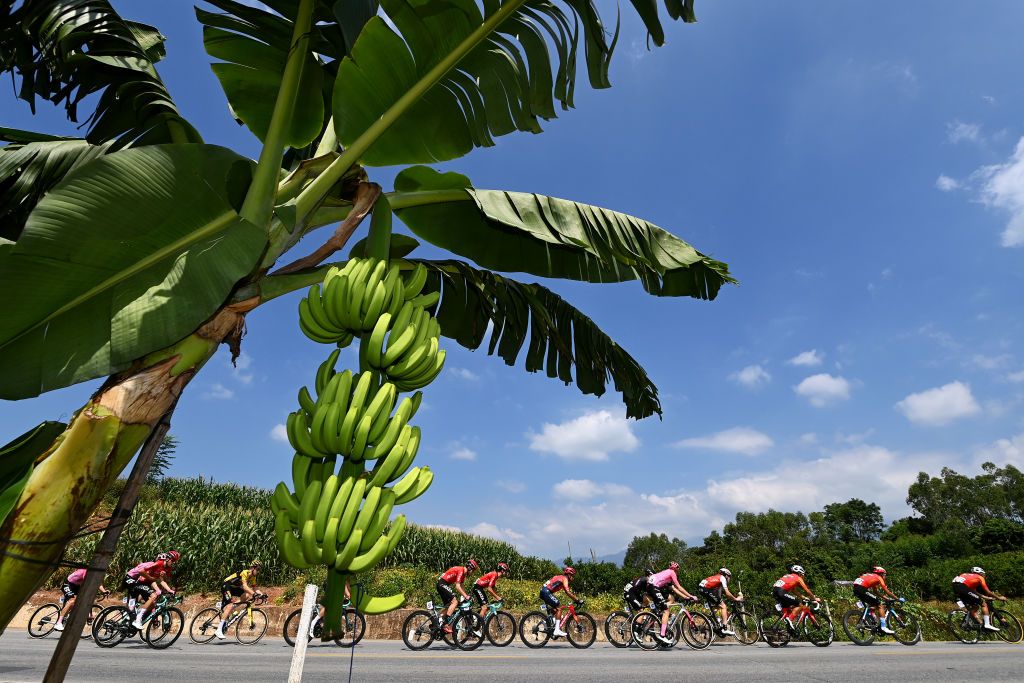 NONGLA CHINA OCTOBER 15 LR Alan Riou of France and Team ArkeaSamsic Jhonnatan Narvaez of Ecuador and Team INEOS Grenadiers Marijn Van Den Berg of The Netherlands and Team EF EducationEasypost Christophe Noppe of Belgium and Team Cofidis and a general view of the peloton competing close to a banana plantation during the 4th GreeTour of Guangxi 2023 Stage 4 a 1614km stage from Nanning to Nongla 644m UCIWT on October 15 2023 in Nongla China Photo by Tim de WaeleGetty Images