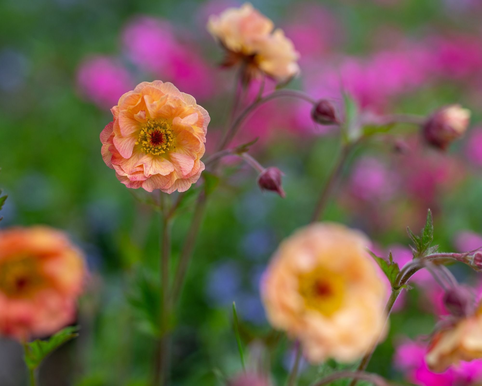 Orange Geum